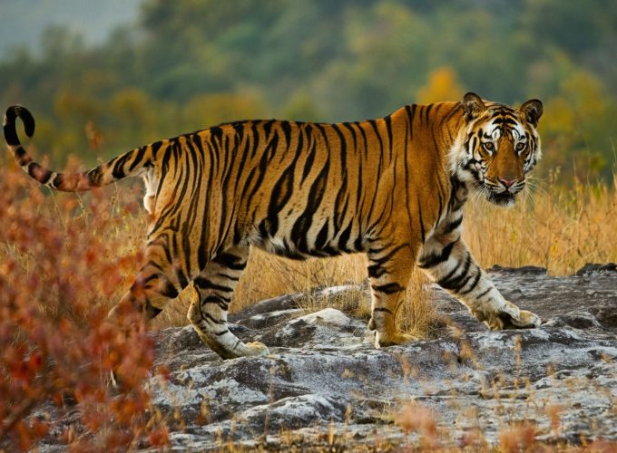 Wallpaper tiger, cute animals, 5k, Animals 4328012325